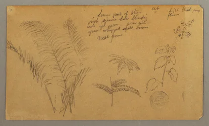 Fern Studies